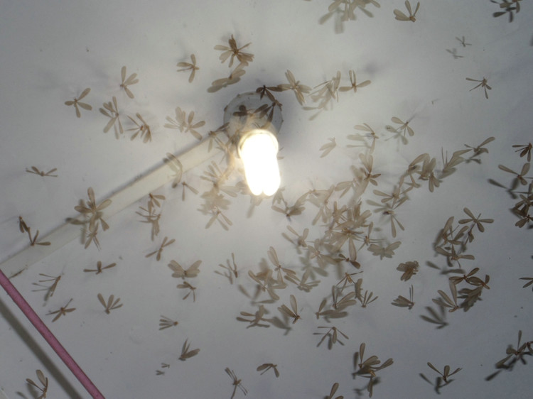 用灯光引诱白蚁分飞蚁