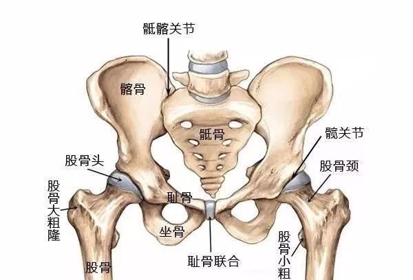 还有像下图这样的按压方式:按压患者的大腿与胯部部位,通过外力将