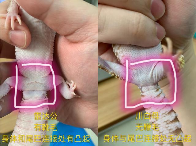 2019柏高家 豹纹守宫孵化成功破蛋出生全记录