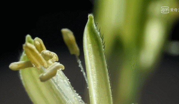 9分!这部最美植物纪录片,将中国35000种植物讲给世界听