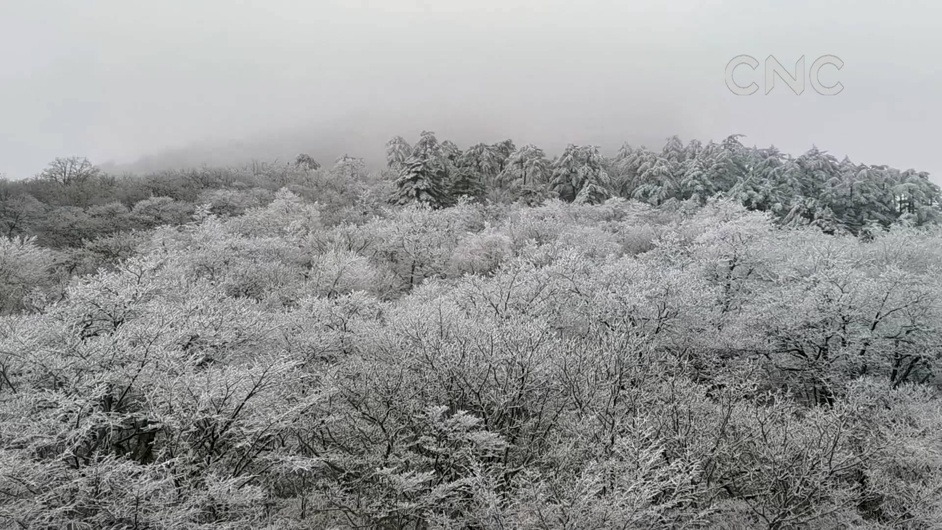 安徽黄山：云海雾凇雪景日出多景齐现