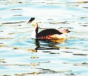 那只头戴凤冠的鸟是什么鸟 能在汉江潜游几十秒（头上戴冠是什么鸟）