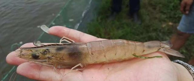 不容忽视丨南美白对虾最重要要的器官之一肠道,养好了收益翻倍