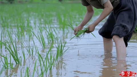 「PingWest品玩」展开讲讲，为什么有人不喜欢李子柒
