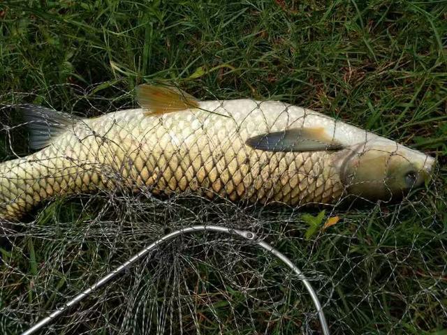 新型谷麦钓法,你意想不到的效果,是这一个人坚守数年的结果