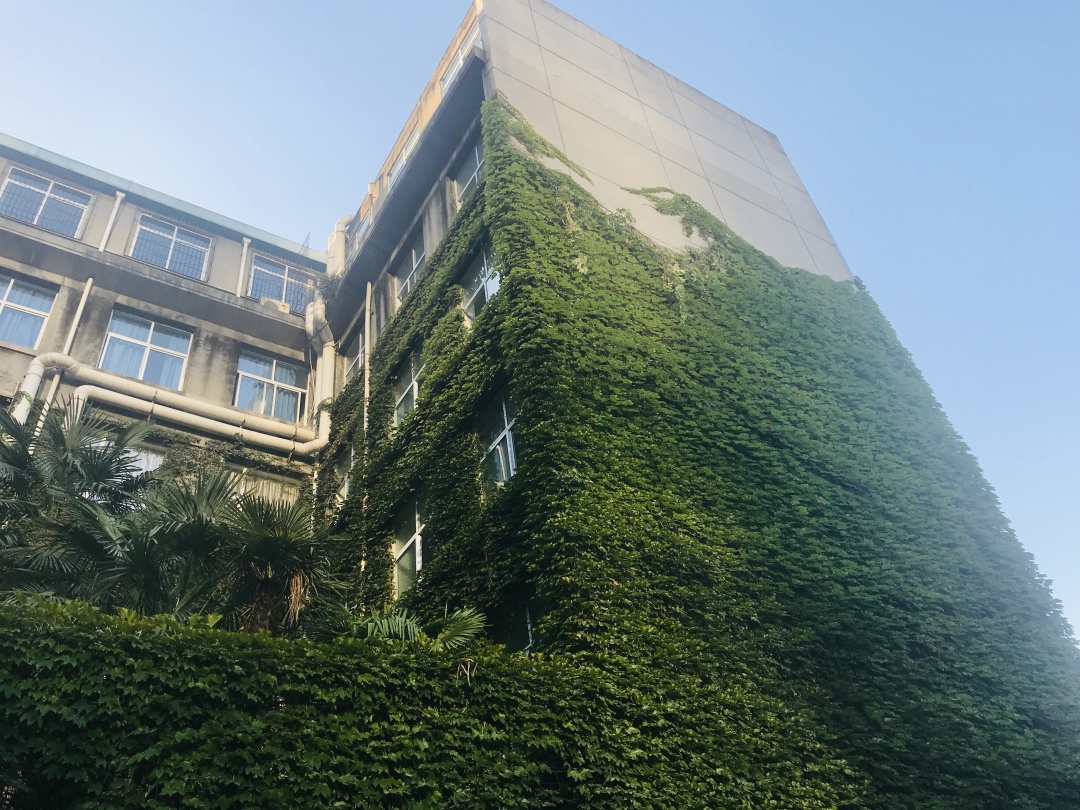 乱逛 中医药大学满墙的爬山虎，绿得很