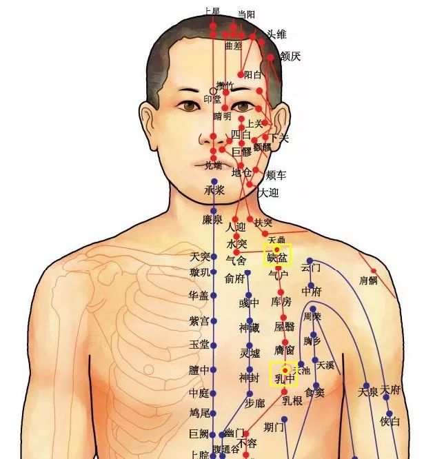 穴位知识 十二经脉·足阳明胃经之缺盆穴