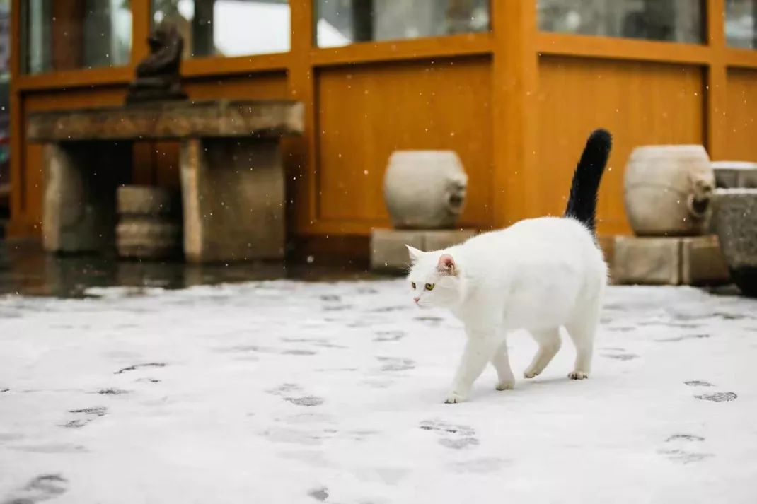 第二场雪那天,真身上演雪里拖枪时,铲屎编愣是没有认出来.