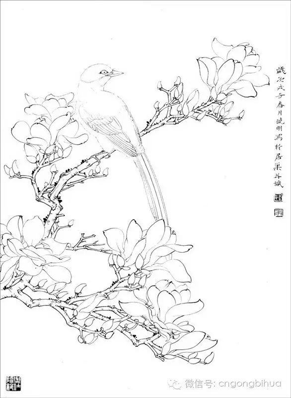 书画联盟丨百花白描画稿