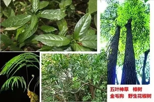 上左:五叶神草,下左:,金毛狗,下右:野生花椒树,右:樟树