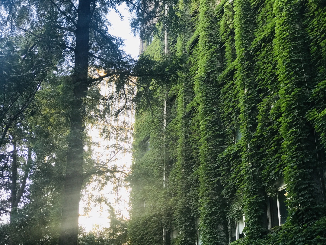 乱逛 中医药大学满墙的爬山虎，绿得很