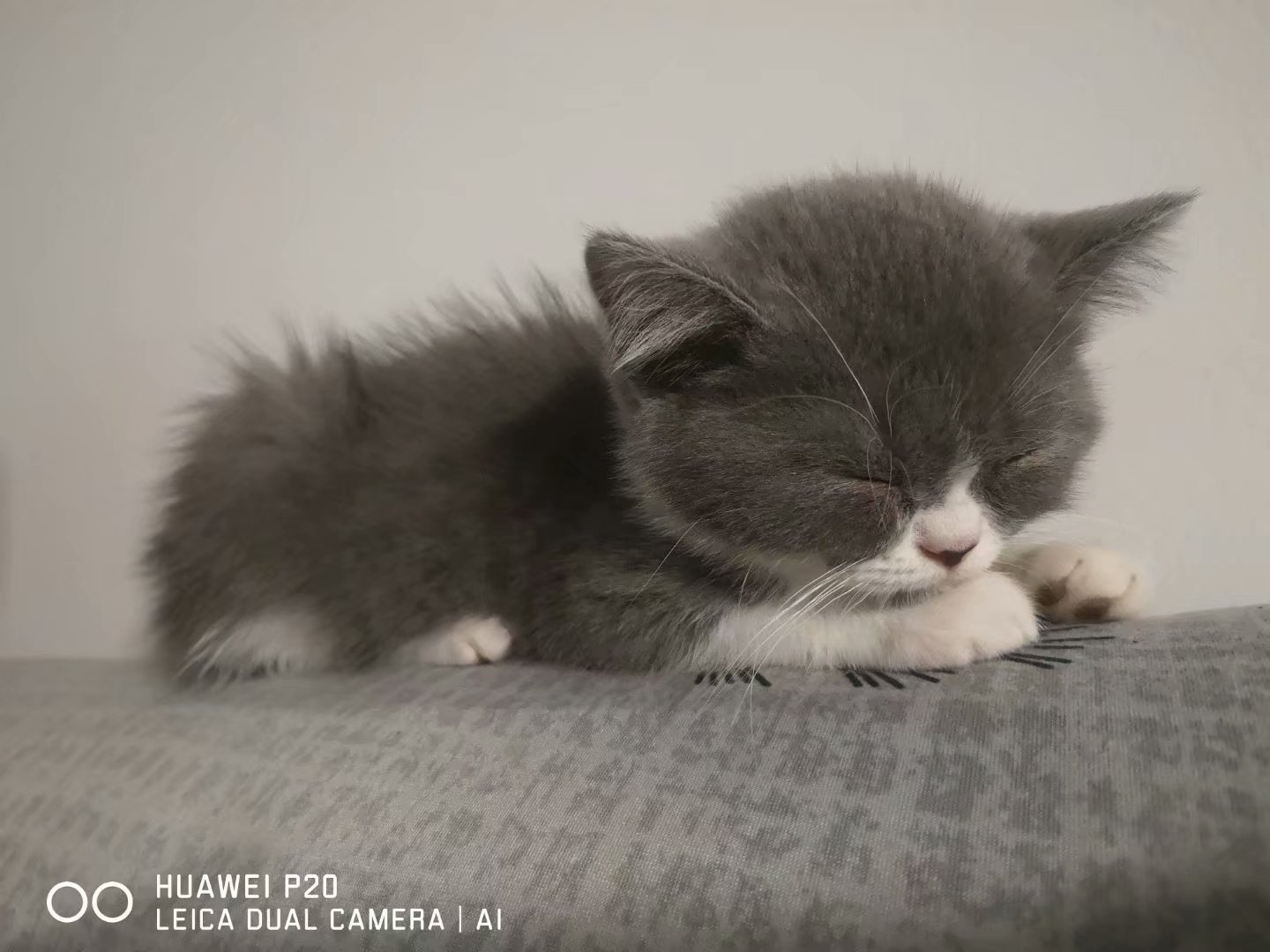 墙裂推荐（猫听得懂主人说话吗视频）猫听得懂主人说话吗图片，猫主子听得懂自己的名字吗？网友：全靠零食维系感情，毕业论文全靠自己编吗，