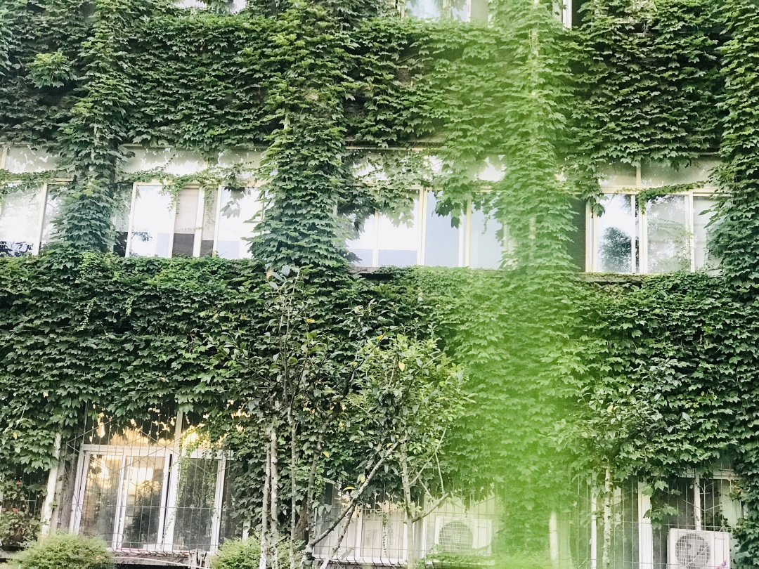 乱逛 中医药大学满墙的爬山虎，绿得很