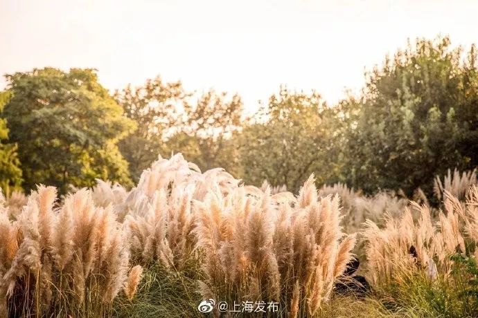 整个朋友圈都在盼的芦苇花海!这6个小众观赏地快收好