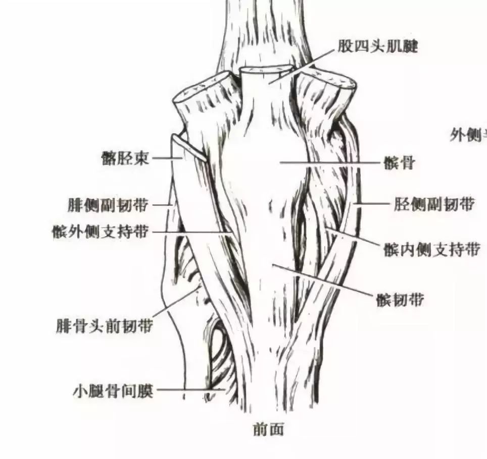 膝关节的辅助结构