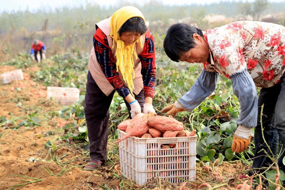 农村做奶粉生意怎么样_农村地摊生意做什么好_在农村街镇做什么生意好