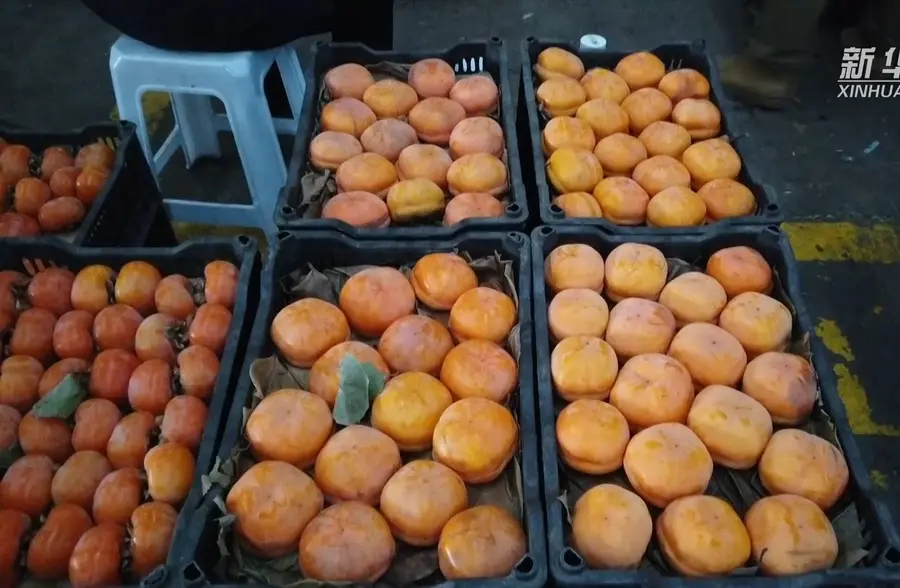 冬天来了  “果菜篮子”保障足