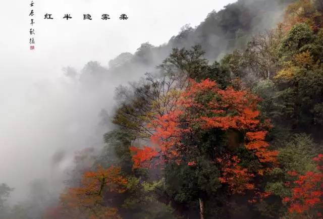 贵州旅游推荐。美到窒息！梵净山最美彩林已上线！