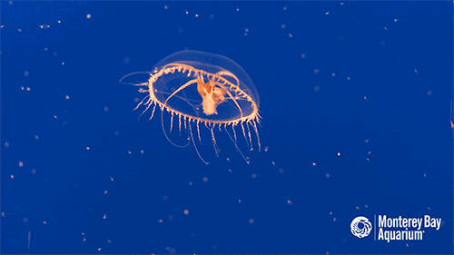 500_281gif 动态图 动图