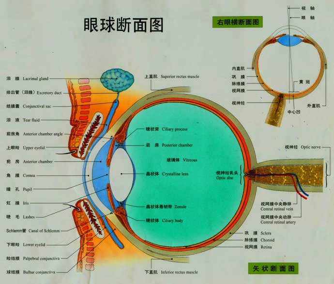 我们都知道人体的眼睛是一个复杂的,精密的器官,那么人体眼睛是怎样