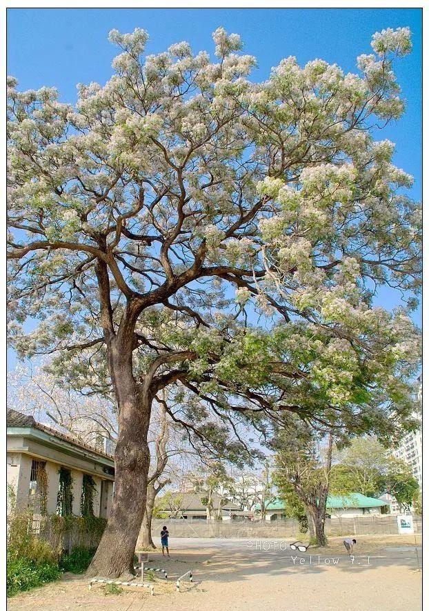 苦楝:这个乡土树种不一般,被誉为"可解决全球难题之树