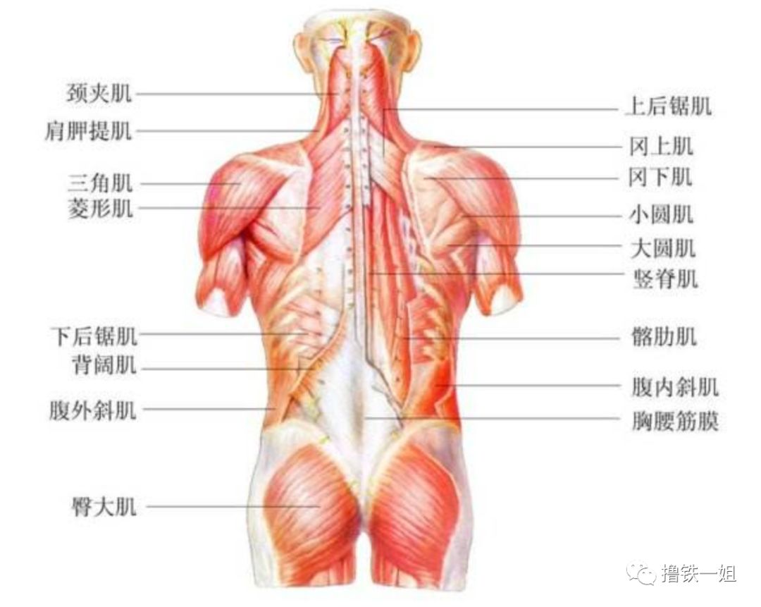 脂肪在腹部的堆积势必会增加腰臀衔接处的赘肉,加上臀肌无力造成的