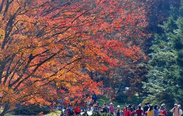 江西庐山:枫叶美景迎客来