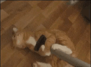 搞笑gif :工资就像大姨妈,一个月一次,一周左右就没了