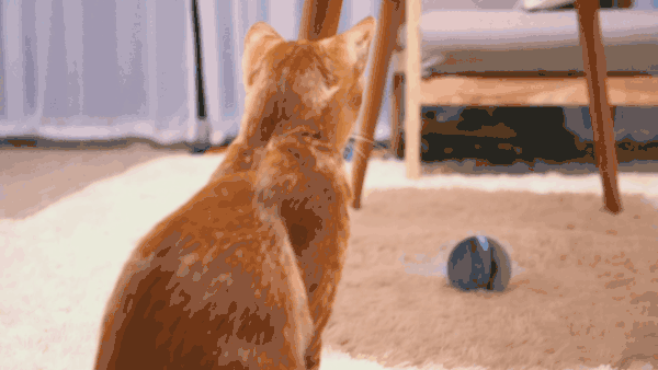 懒人铲屎官福音,以后逗猫就靠你啦——wicked ball 体验