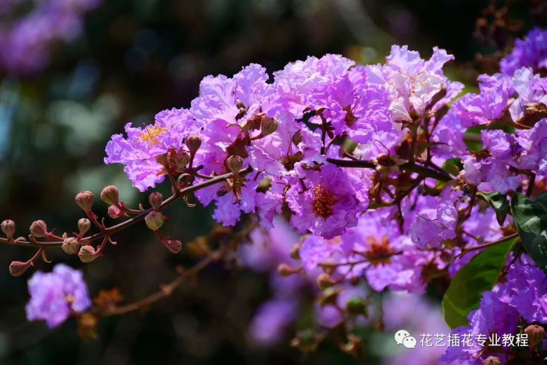 气候条件分类: 热带花卉,亚热带花卉,暖温带花卉,温带花卉,亚寒带花卉