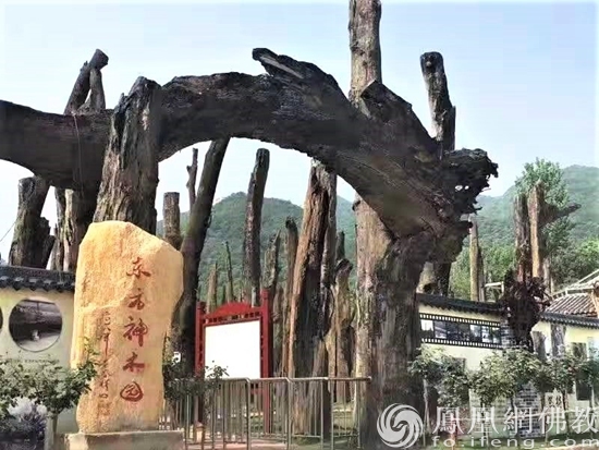 东方神木园（图片来源：凤凰网佛教 摄影：张科）