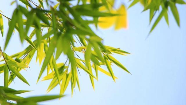 古人关于"竹"的诗词:一竿修竹,数点芭蕉,伴你良宵