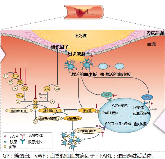 血小板聚集 激活的糖蛋白iib/iiia受体与细胞外配体纤维蛋白原及vwf