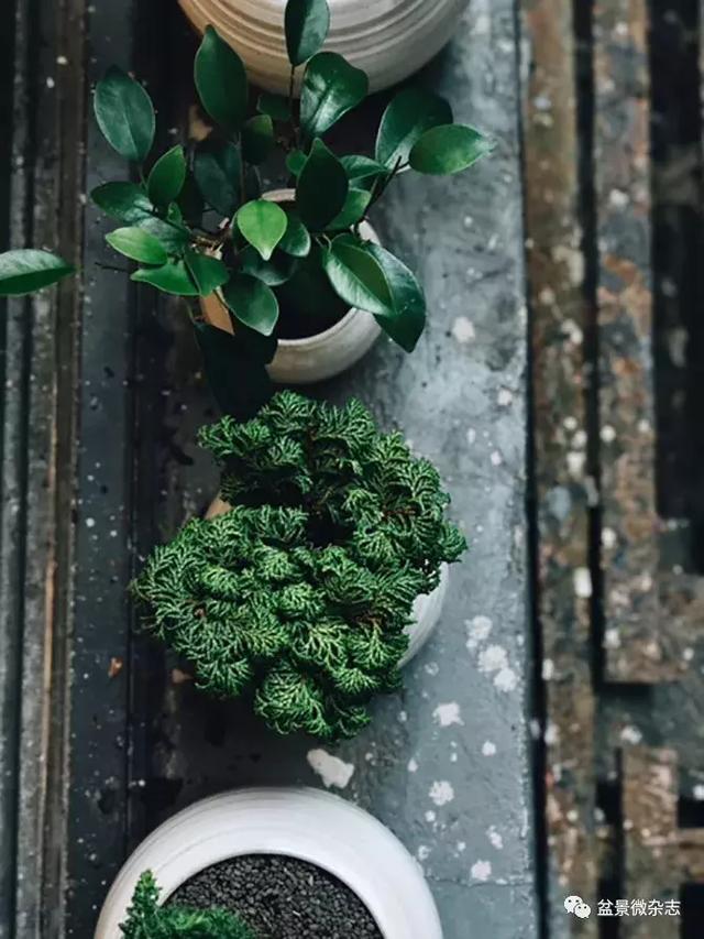 盆景▪现代▪哲理:访纽约现代盆景造型师