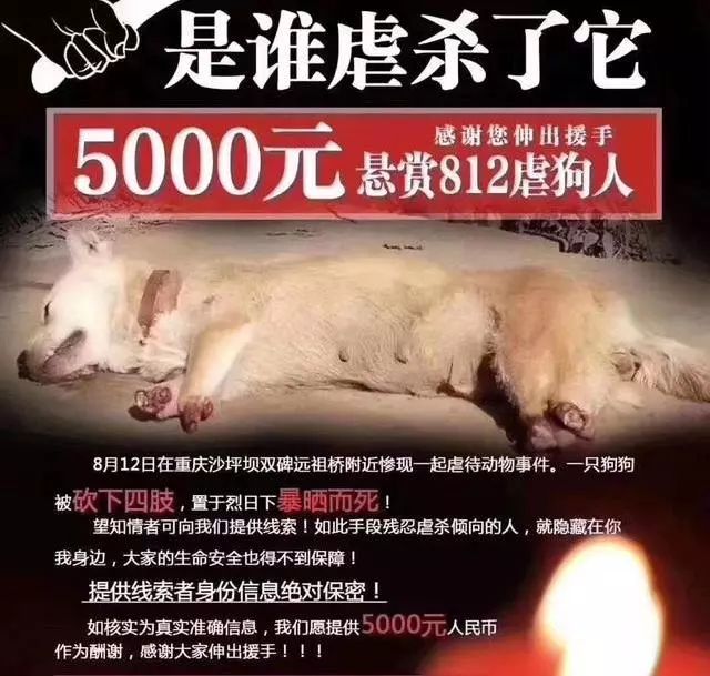 小狗被砍去四肢活活晒死,好心人出万元寻找凶手
