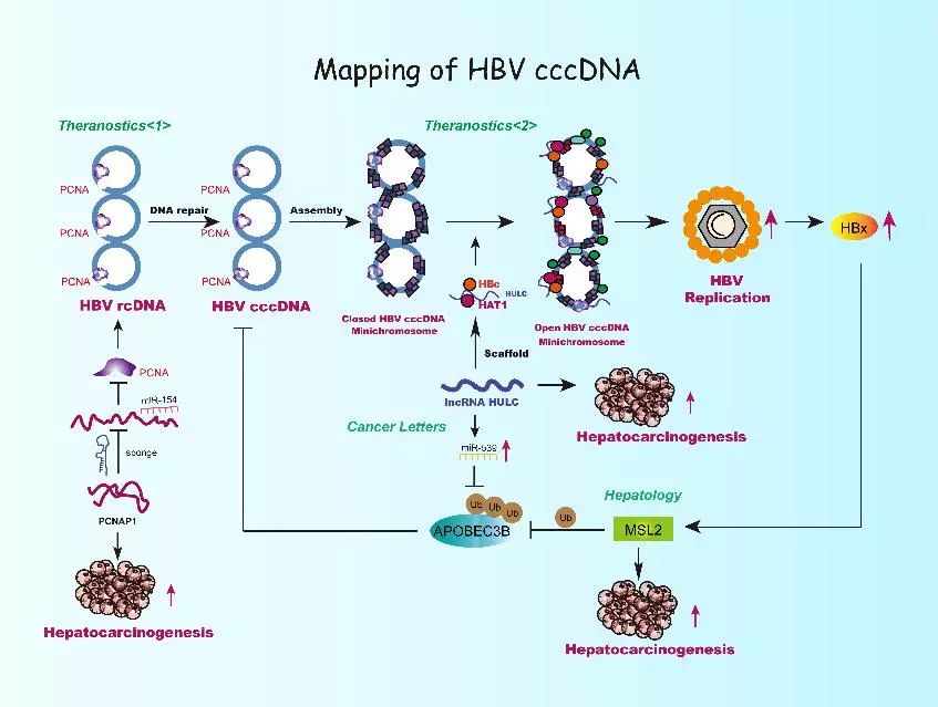 Theranostics：南开大学张晓东教授团队揭示hbv转录复制调控新机制凤凰网 