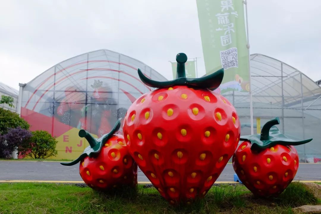 最漂亮美味的草莓上市了 在中国草莓之乡 建德市杨村桥草莓小镇 已经