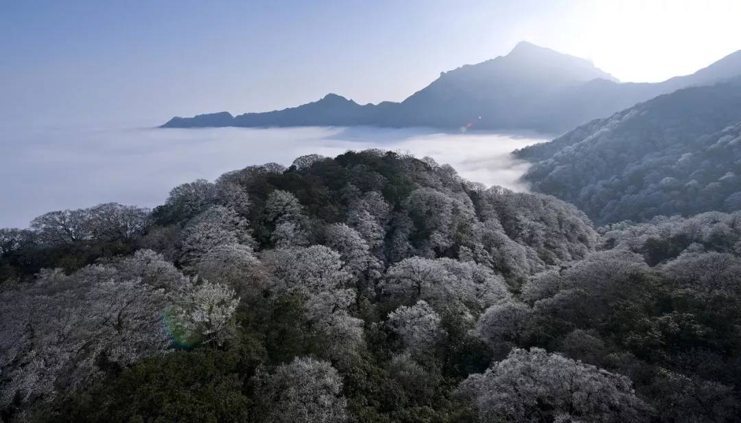 贵州旅游推荐。美到窒息！梵净山最美彩林已上线！