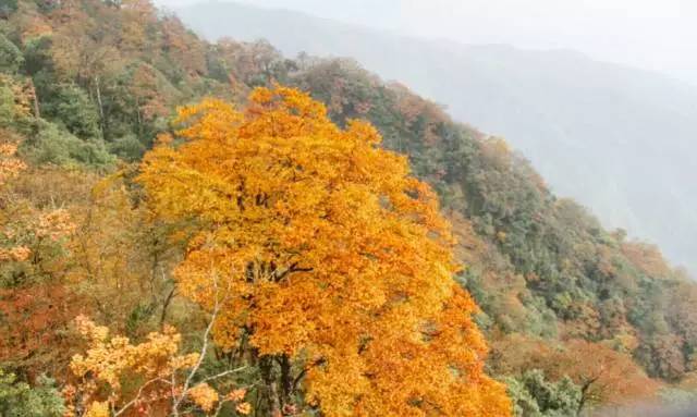 贵州旅游推荐。美到窒息！梵净山最美彩林已上线！