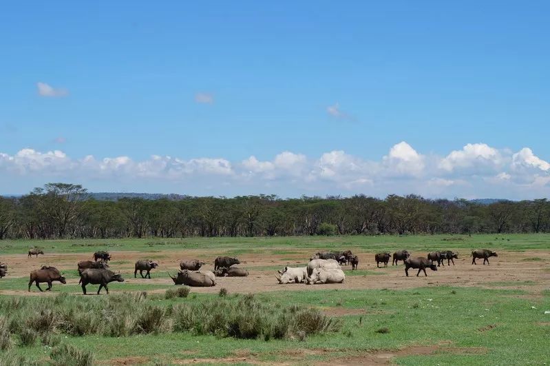 然而有这样一个地方,低调且华丽,那便是察沃国家公园(tsavo national