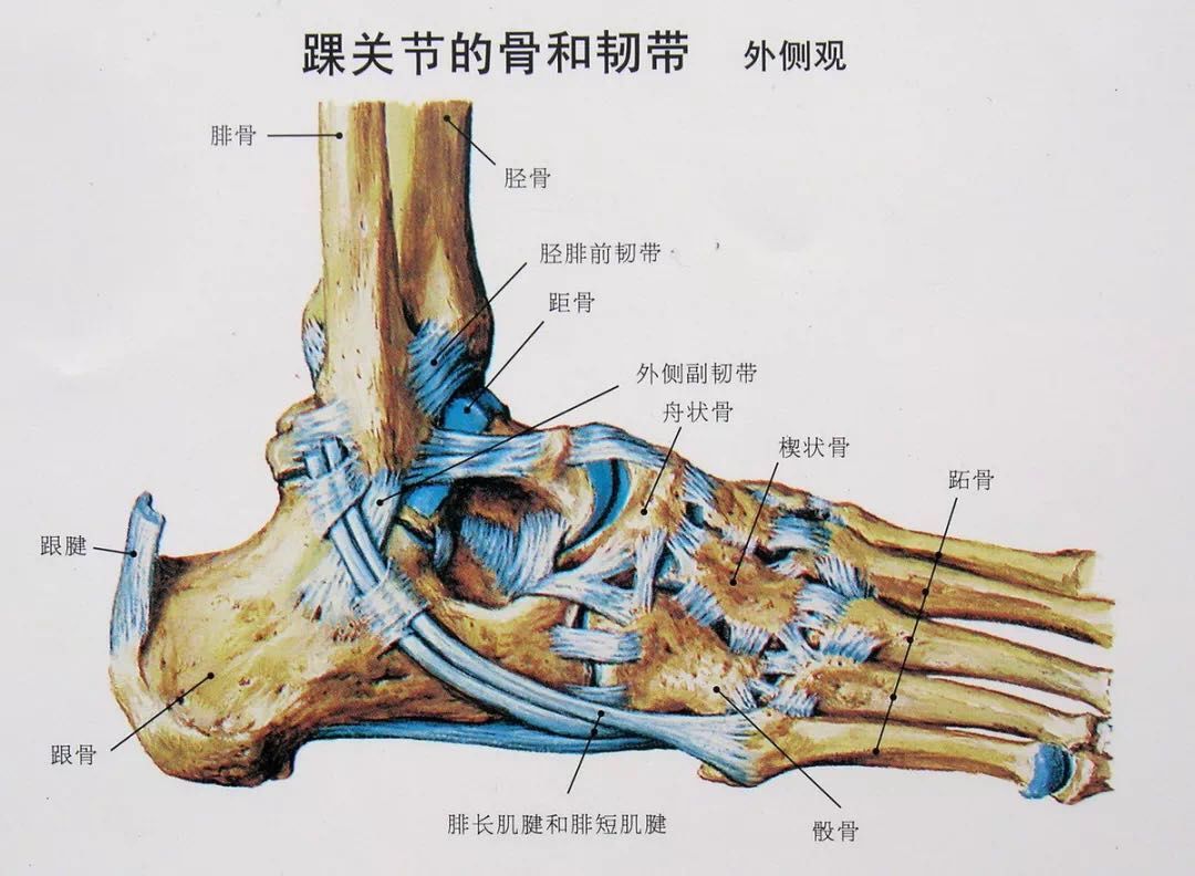 我们可以把足部比作一台复杂的仪器,由 骨头,肌肉和韧带构成.