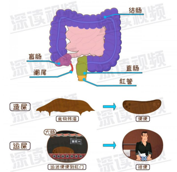 先说大肠.大肠由阑尾,盲肠,结肠,直肠和肛管组成