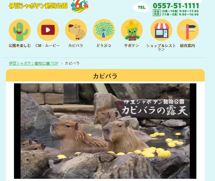 日本元祖水豚：露天橘子温泉浴很惬意丨元祖菌剂