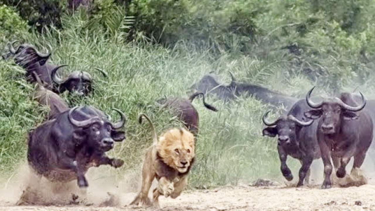 9头狮子围攻野牛,狮子以为手到擒来,不料野牛群突然出现