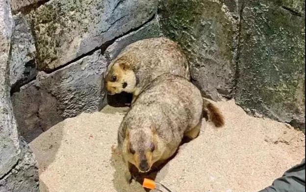 私密外侧边长个疙瘩疼