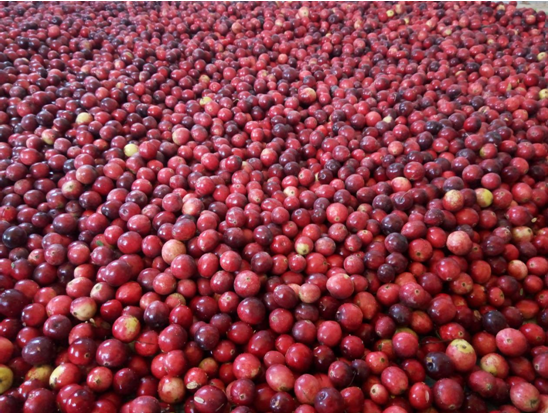 4200亩中国蔓越莓闪耀抚远 黑龙江农业新