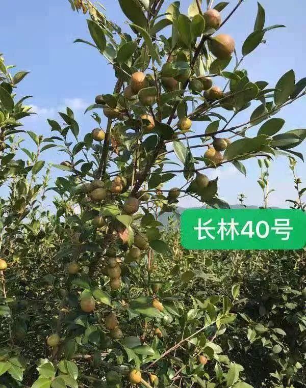 油茶品种科普系列——长林40号