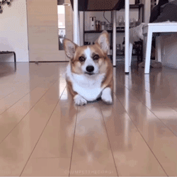 小短腿看见吃的就匍匐前进,网友:还怕它跑了不成?