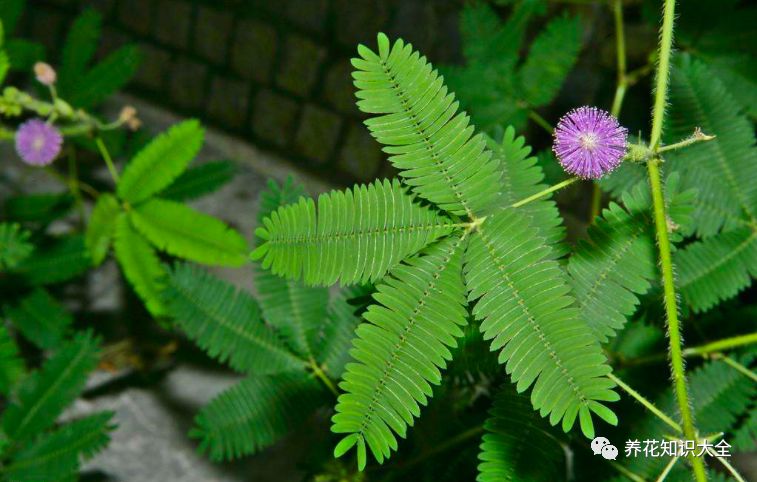 识花看图猜花了解更多花卉