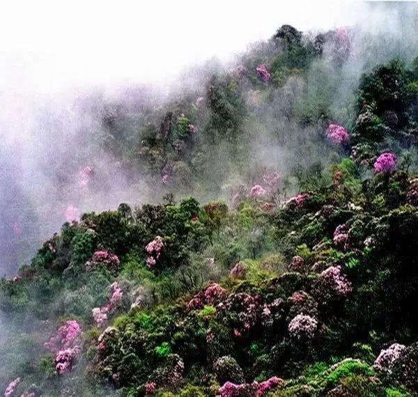 中国“醉美摄影旅游目的地”——贵州梵净山